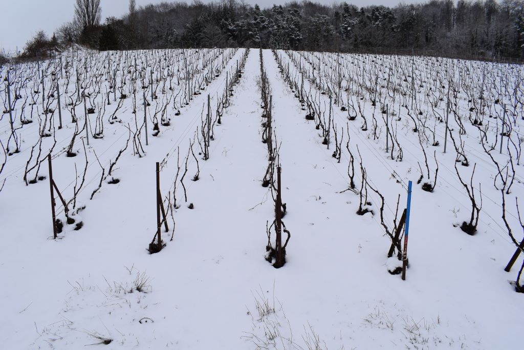Les vignes sous la neige (1) D. Dumont