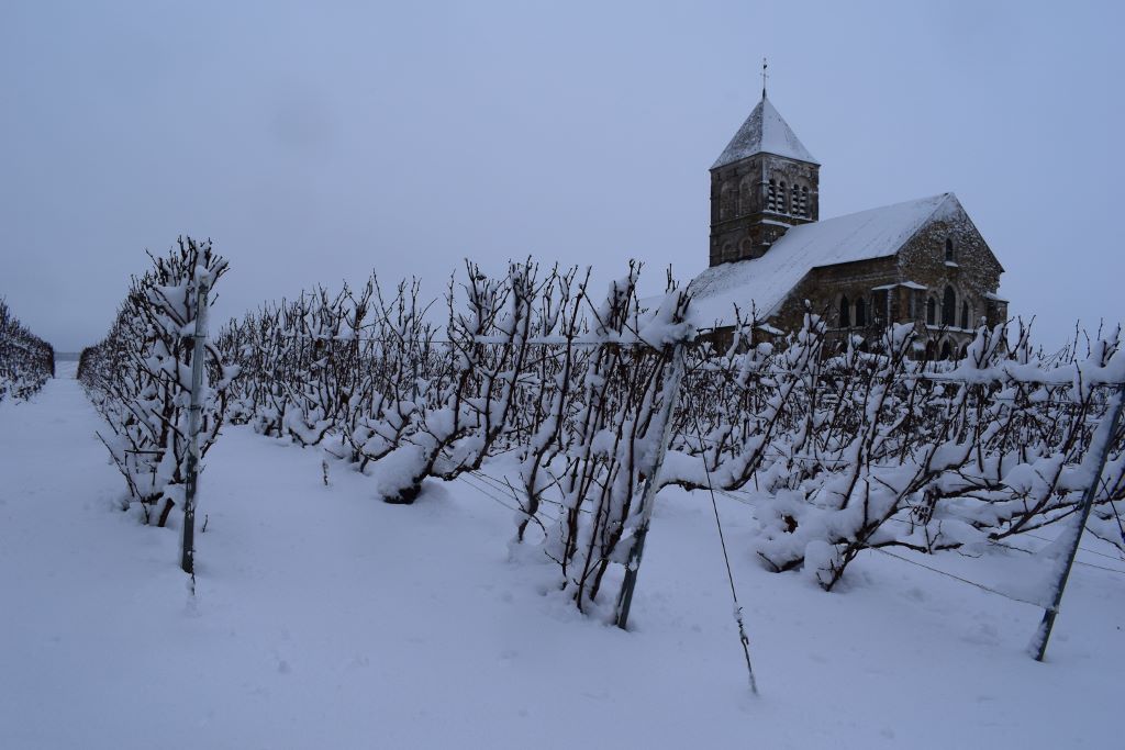 Vigne sous la neige (2) D. Dumont