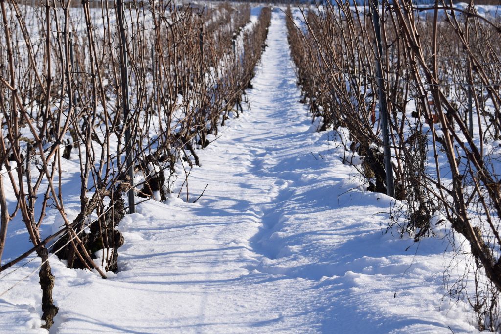 Vigne sous la neige (3) D. Dumont