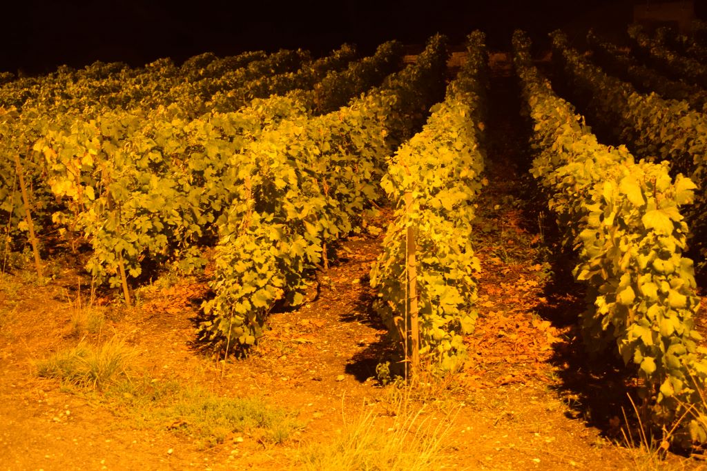 Vigne la nuit !