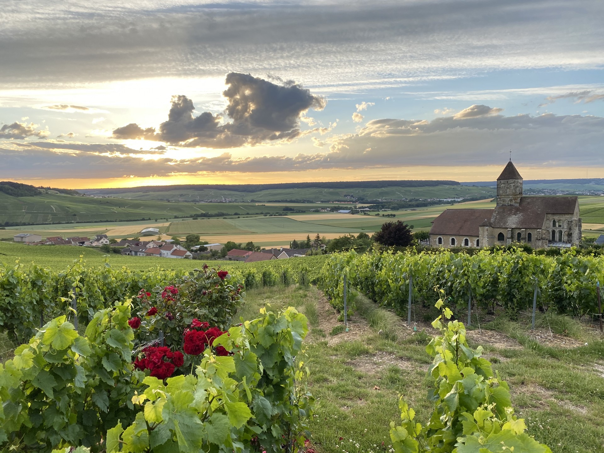 La vigne au matin D. Gimonnet