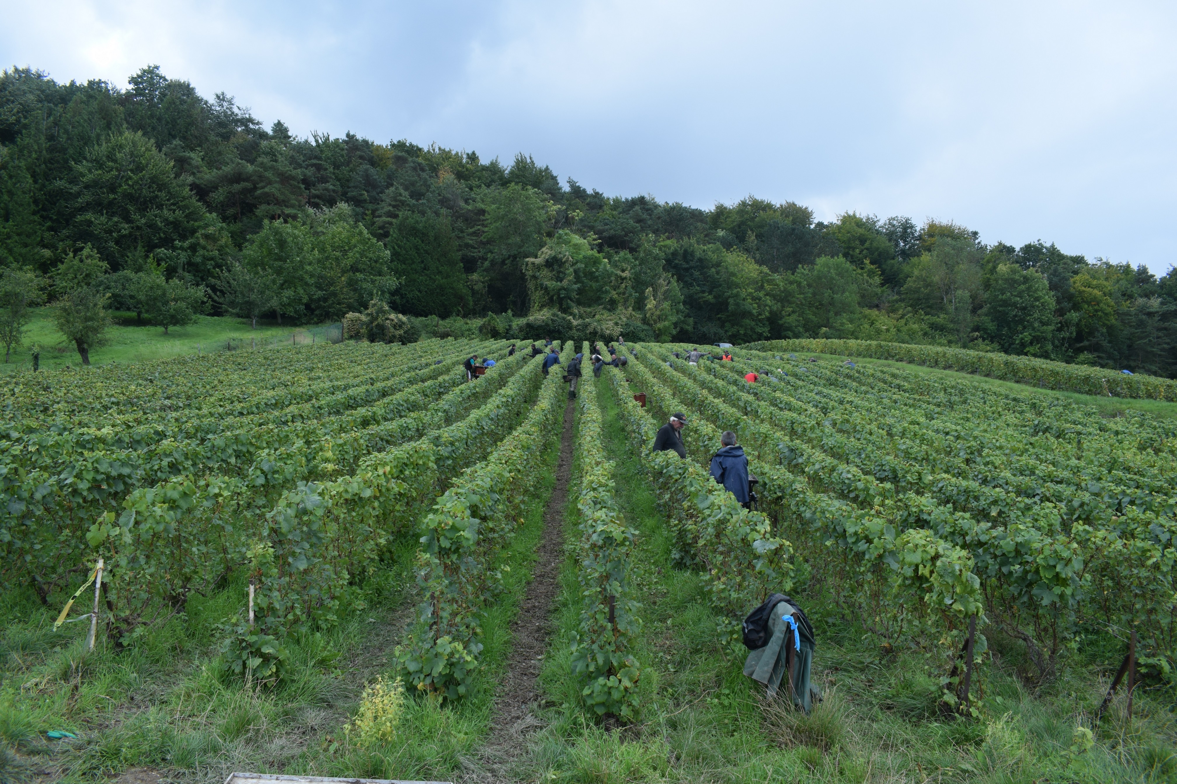 Vendanges 2021 13