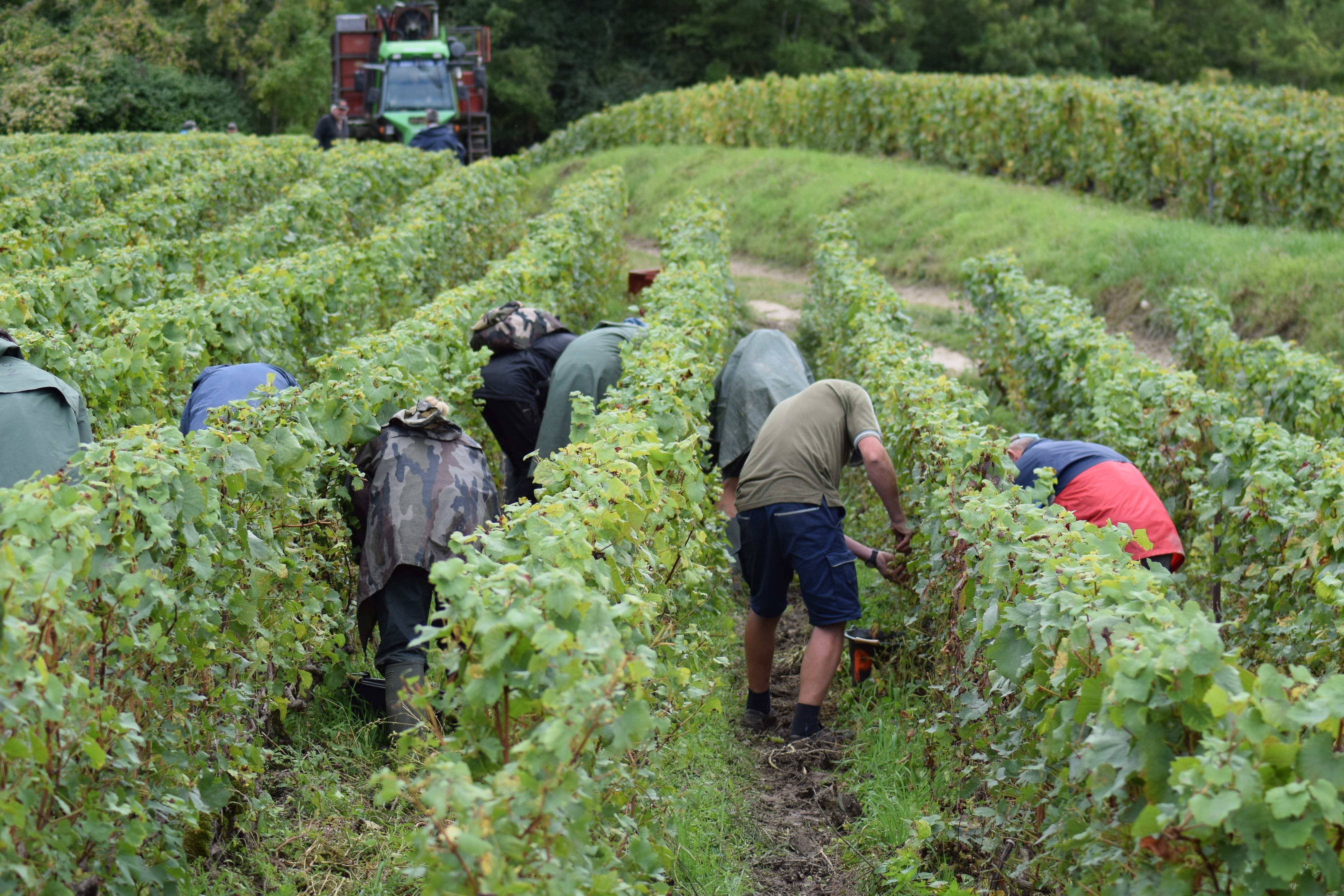 Vendanges 2021 32