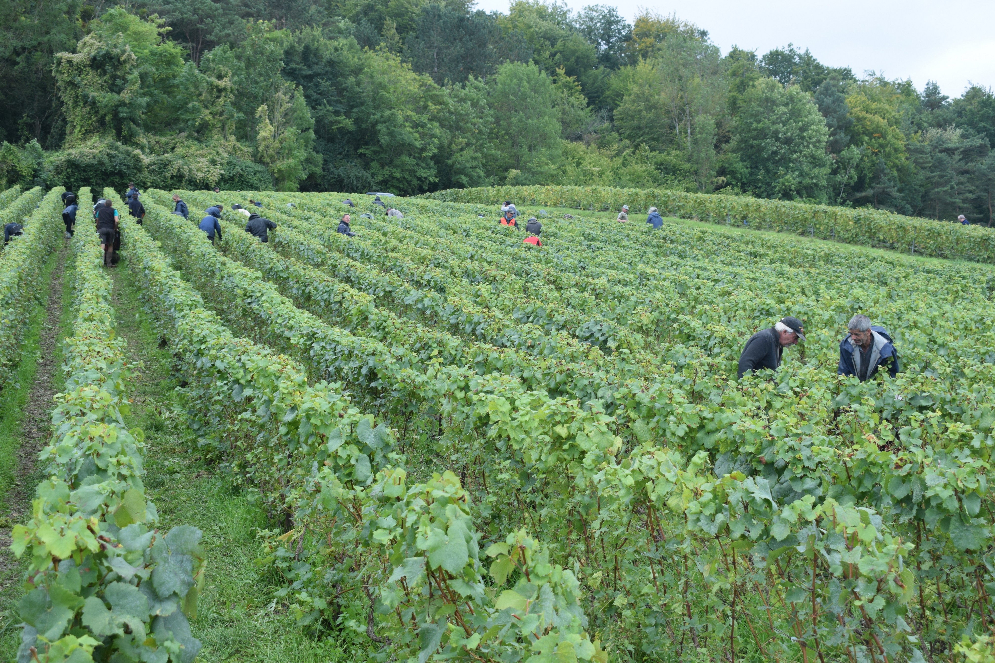 Vendanges 2021 42